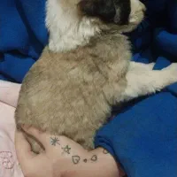 واگذاری سگ|سگ|آبیک, |دیوار