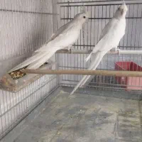 فروش جفت عروس البینو مولد|پرنده|مهر, |دیوار