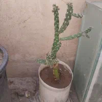 کاکتوس|گل و گیاه طبیعی|کاشان, شهرک فرهنگیان|دیوار