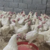 مرغ هلندی ،مادر|حیوانات مزرعه|جم, |دیوار