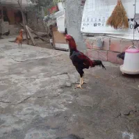 تخم لاری|حیوانات مزرعه|بندر گز, |دیوار