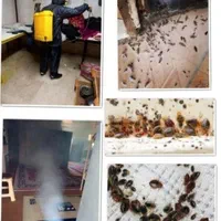 سمپاشی ساس سوسک مار عقرب موش کک موریانه حشرات|خدمات نظافت|آبادان, |دیوار