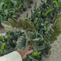 پخش گل ویژه روز مادر آگلونما پتوس|گل مصنوعی|مشهد, حیدرآباد|دیوار