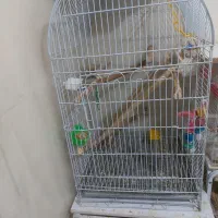 قفس خارجی کاسکویی بزرگ