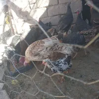 ۱۱عددبوقلمون فروشی|حیوانات مزرعه|راین, |دیوار