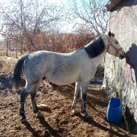 اسب|اسب و تجهیزات اسب‌سواری|رابر, |دیوار