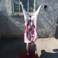 دام زنده ،توغلی ، گوسفند|حیوانات مزرعه|اردبیل, |دیوار