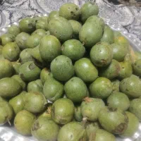 گردو|خوردنی و آشامیدنی|کاشان, مزرعه نواب|دیوار