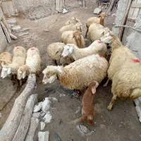 ۱۲ راس گوسفند