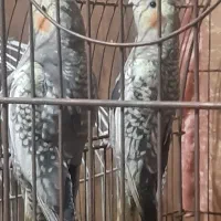عروس هلندی