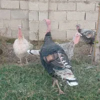 بوقلمون