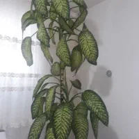 گل دیفن باخیا