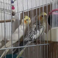 عروس هلندی جفت