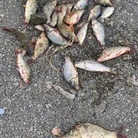 ست ماهیگیری قلاب سیم زنگوله سرب|ماهیگیری|خمینی‌شهر, |دیوار