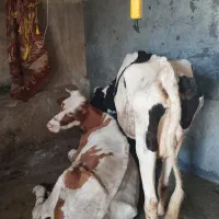 افتاده گاو گوساله کسل حال داشتید تماس بگیرید