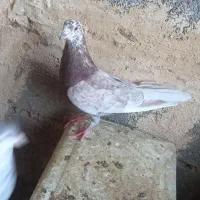 کفتر شامپیون کاشونی