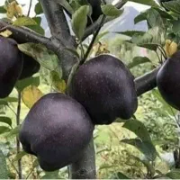 نهال ونهالستان گلستان اراک