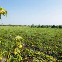 فروش ۱۰۰۰متر زمین کشاورزی حاصلخیز در بهنمیر|فروش زمین و ملک کلنگی|بهنمیر, |دیوار