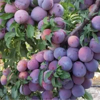 فروش میوه