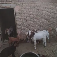 بز نر پاکستانی|حیوانات مزرعه|سبزوار, قصبه شرقی|دیوار