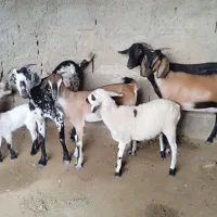 کهره|حیوانات مزرعه|قشم, |دیوار