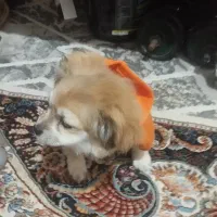 فوری|سگ|رباط‌کریم, نصیرشهر|دیوار