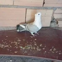 کبوتر بلژیکی|پرنده|سمنان, |دیوار