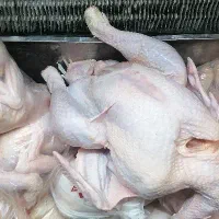 بوقلمون واقعا اورگانیکی کیلویی ۳۲۵|خوردنی و آشامیدنی|قم, شهرک فاطمیه|دیوار