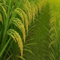 بیجار . شالیزار. کشاورزی