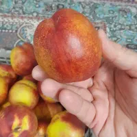 شلیل|خوردنی و آشامیدنی|مشهد, سیس‌آباد|دیوار