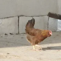 مرغ و خروس