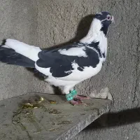 کفتر ابلغ نر|پرنده|شیروان (خراسان), |دیوار