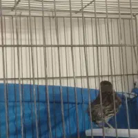 نروماده امادآماده معاوضه سهره قناری