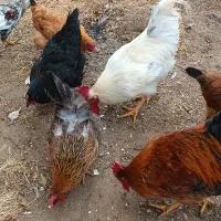 مرغ و خروس|حیوانات مزرعه|باروق, |دیوار