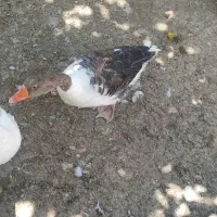غاز