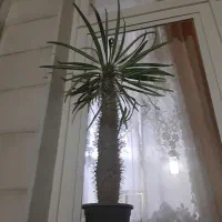 گیاهان اپارتمان مناسب هدیه