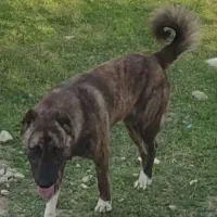 سگ دورگه افغان سرابی