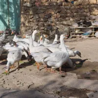 قوغاز محلی و غاز محلی
