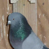 کبوتر صدادار نر