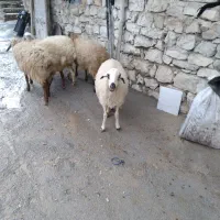 فروش گوسفند
