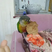 طوطی رنگارنگ