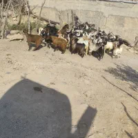 فروش کهره