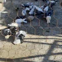 کبوتر فروشی|پرنده|اشکذر, |دیوار