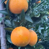 پرتقال تامسون|خوردنی و آشامیدنی|چابکسر, |دیوار