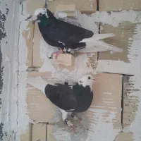 کبوتر|پرنده|شاندیز, |دیوار