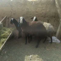 سلام یه راس بره قوچ شالی تازه دندان عوض کرده|حیوانات مزرعه|بوئین زهرا, |دیوار