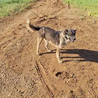 سگ گله ای و نگهبان هوشیار|سگ|قروه, |دیوار