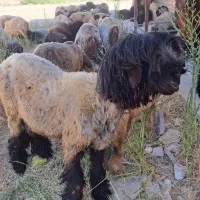 حیوانات مزرعه