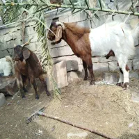 بز نر|حیوانات مزرعه|گنبکی, |دیوار