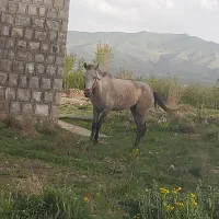مادیان سه ساله فروشی